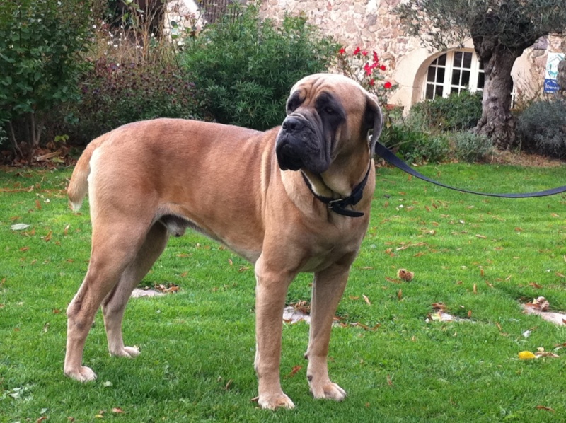 CANE CORSO A SAUVER Dune_510