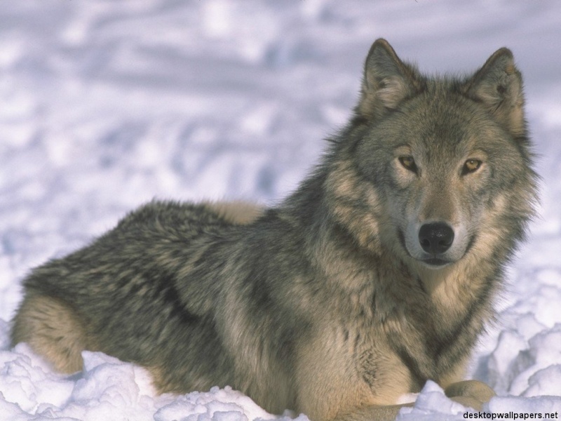 Divlje zivotinje Srbije Wolves10