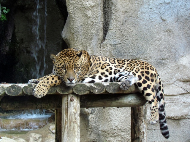 léopard Img_7813