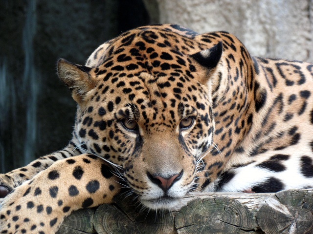 léopard Img_7814