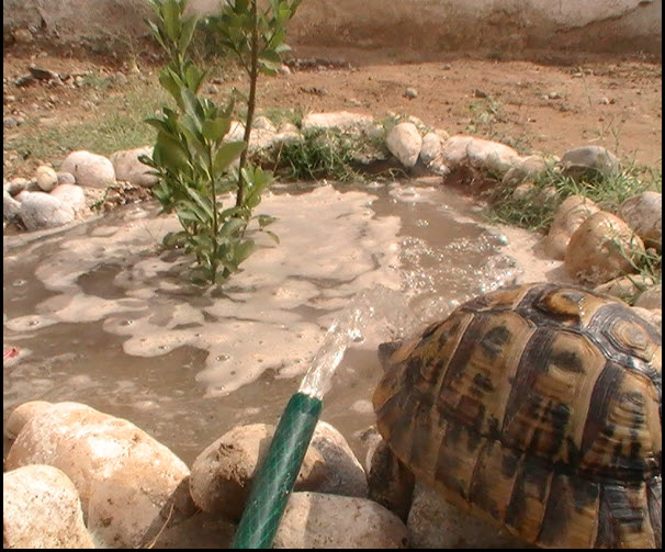 صور حصرية  للسلحفاة الجزائرية أثناء شرب الماء(لمحبي السلاحف) Pic_2212