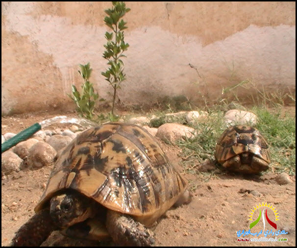 صور حصرية  للسلحفاة الجزائرية أثناء شرب الماء(لمحبي السلاحف) Pic_2214