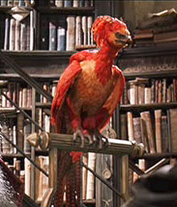 Fawkes (Dumbledore's phoenix) Fawkes10