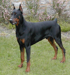 *Le DOBERMANN* Doberm10