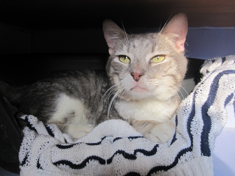 Sarko, chat gris tigré et blanc né en avril 2007 - refuge SLPA d'Amance Albato11