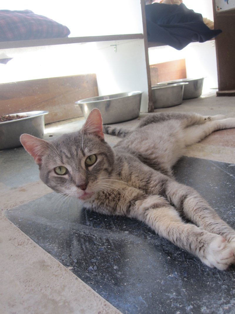 Sarko, chat gris tigré et blanc né en avril 2007 - refuge SLPA d'Amance Albato12