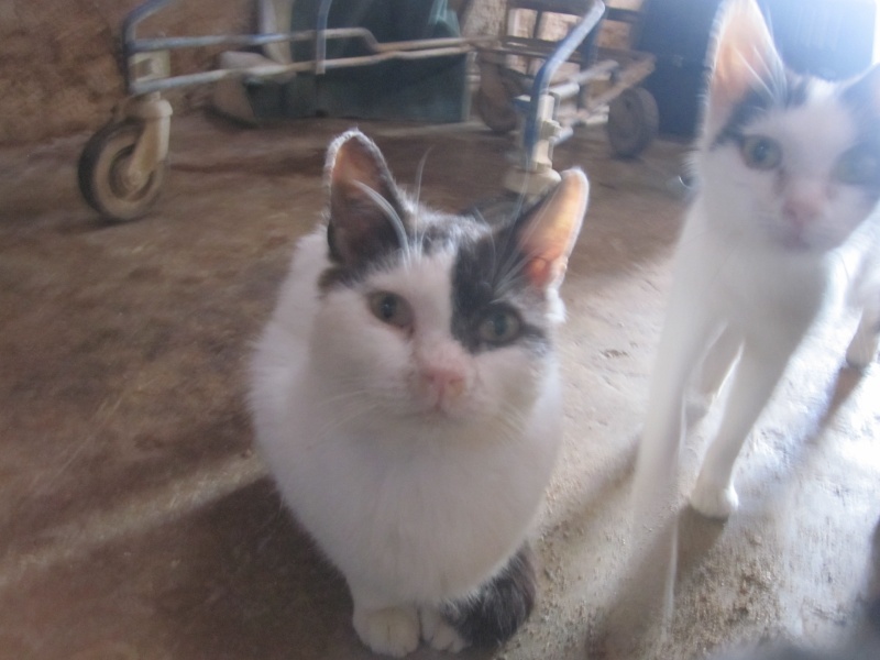 Amigo, chat blanc et noir d'environ 9 ans - refuge SPA d'Amance Amigo_15