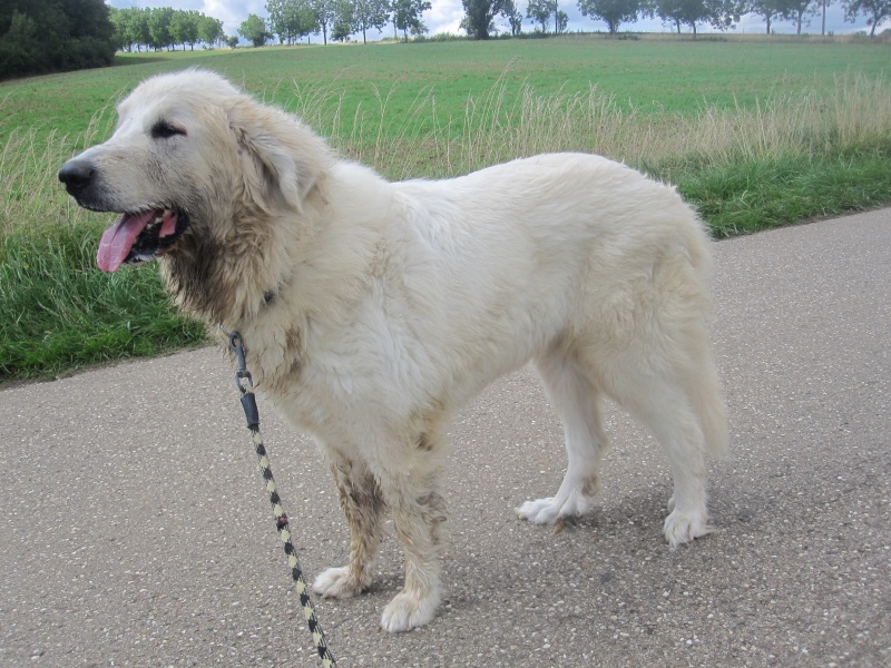 Annabelle, montagne des pyrénées de 5 ans 1/2 Annabe12