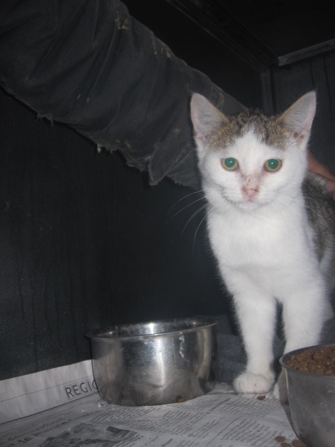 Chaton tigré et blanc, jeune et adorable Chaton32