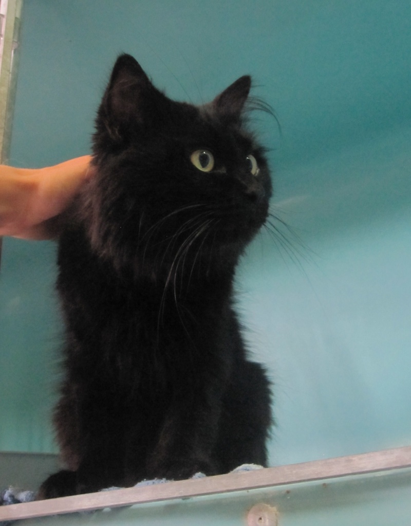 Chiffon, chat noir au poil long de 4 ans Chiffo11
