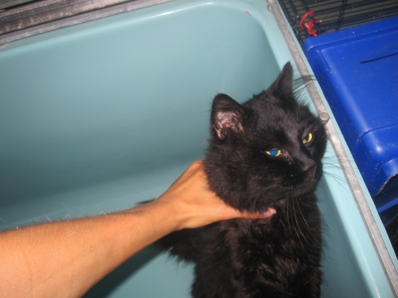 Chiffon, chat noir au poil long de 4 ans Chiffo12