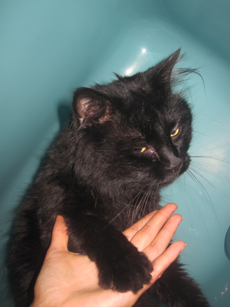 Chiffon, chat noir au poil long de 4 ans Chiffo13