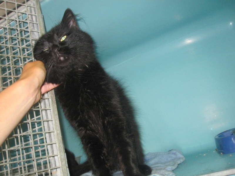 Chiffon, chat noir au poil long de 4 ans Chiffo14
