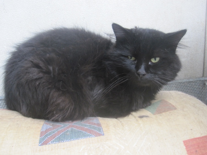 Chiffon, chat noir au poil long de 4 ans Chiffo18