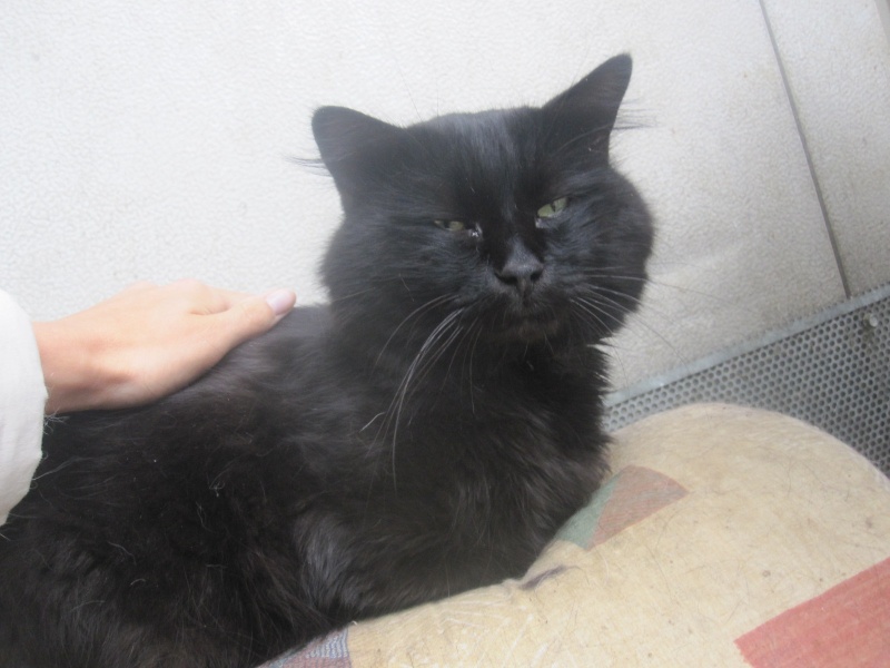 Chiffon, chat noir au poil long de 4 ans Chiffo20