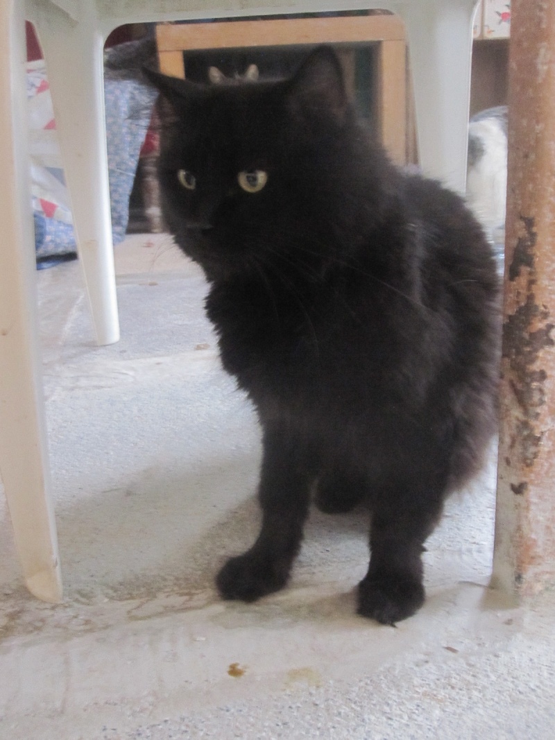 Chiffon, chat noir au poil long de 4 ans Chiffo21