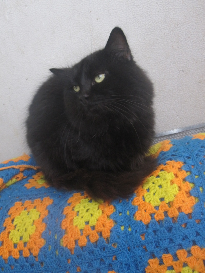 Chiffon, chat noir au poil long de 4 ans Chiffo22
