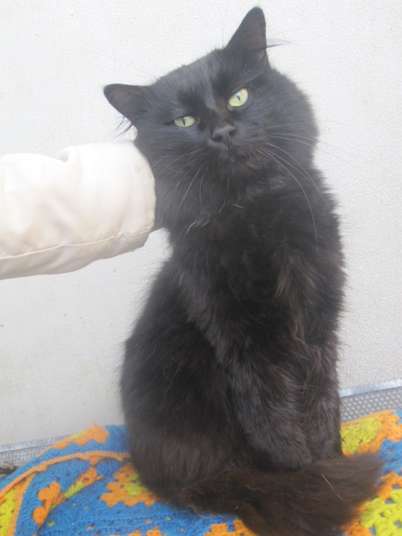 Chiffon, chat noir au poil long de 4 ans Chiffo23