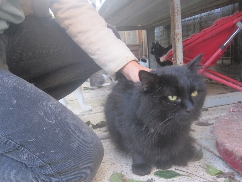 Chiffon, chat noir au poil long de 4 ans Chiffo24
