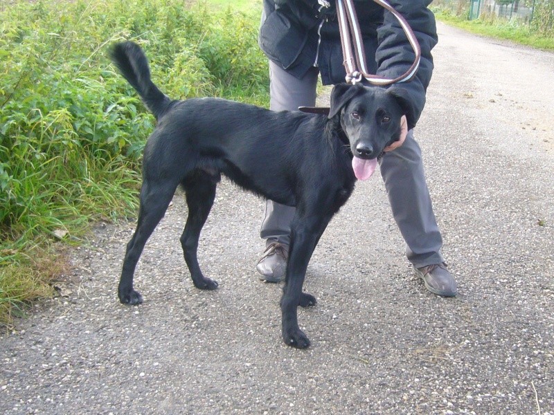 Derky, croisé labrador noir né en mars 2008 Derky_10