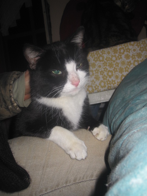 Félix, chat noir et blanc de 1 ans 1/2 Falix_17