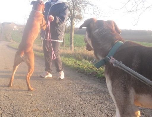 Figaro, boxer fauve de 1 an 1/2 Figaro15