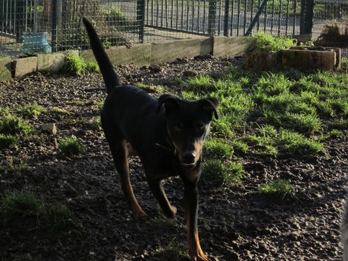 GARRY - x beauceron 7 ans (6 ans de refuge) SLPA à Amance (54) Garry310