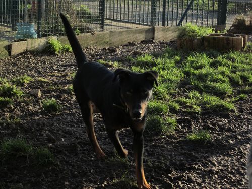 GARRY - x beauceron 11 ans (10 ans de refuge)  SLPA à Amance (54) Garry310