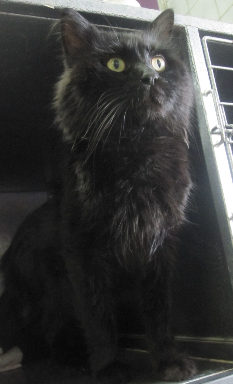 Chiffon, chat noir au poil long de 4 ans Img_0310