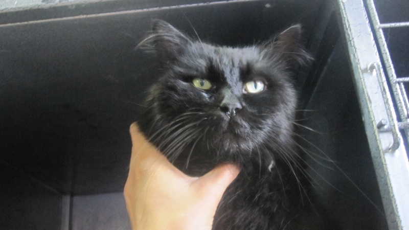 Chiffon, chat noir au poil long de 4 ans Img_0312