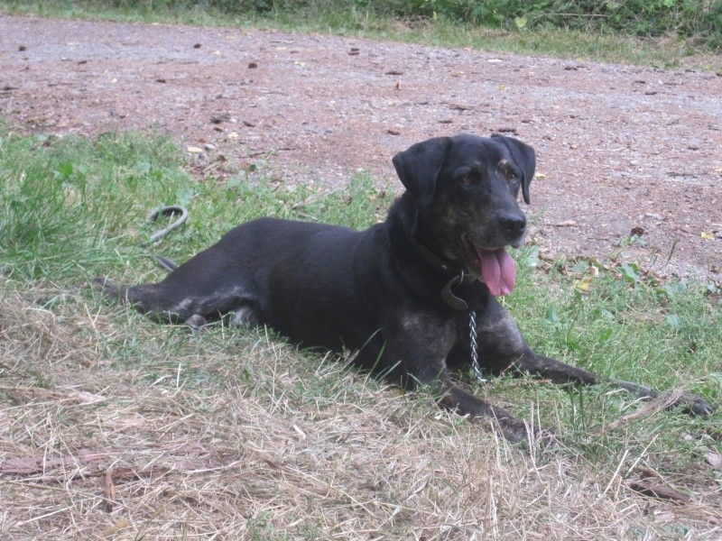 Pablo, croisé berger/labrador né en juillet 2007 - refuge SPA d'Amance - Page 2 Pablo_19