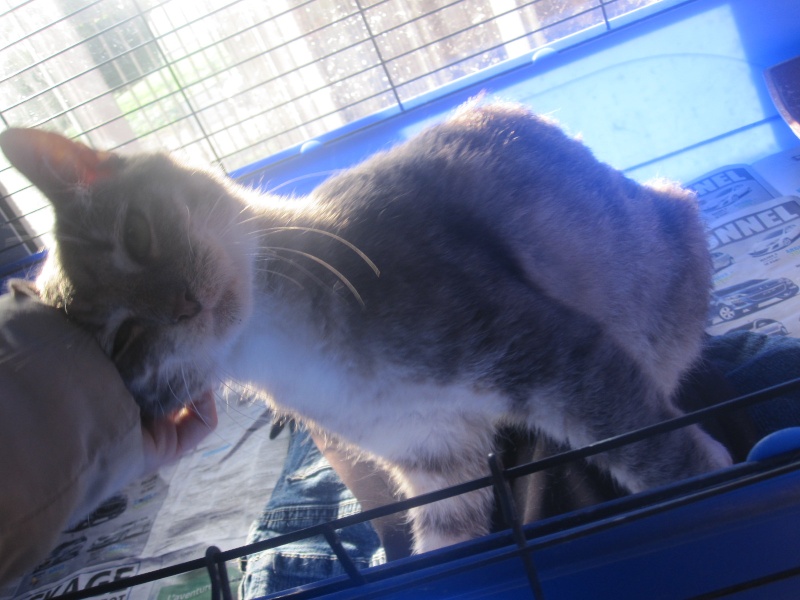 Sarko, chat gris tigré et blanc né en avril 2007 - refuge SLPA d'Amance Sarko_10