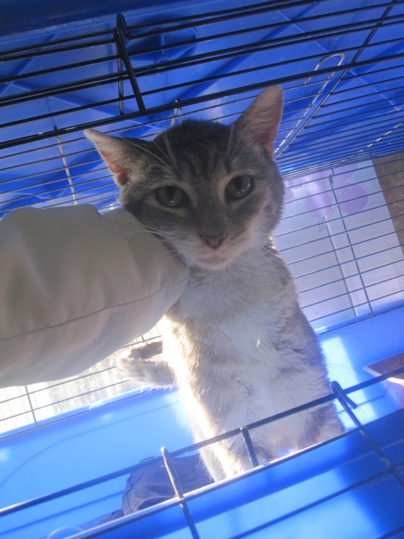 Sarko, chat gris tigré et blanc né en avril 2007 - refuge SLPA d'Amance Sarko_11