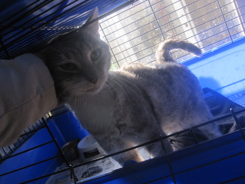 Sarko, chat gris tigré et blanc né en avril 2007 - refuge SLPA d'Amance Sarko_14