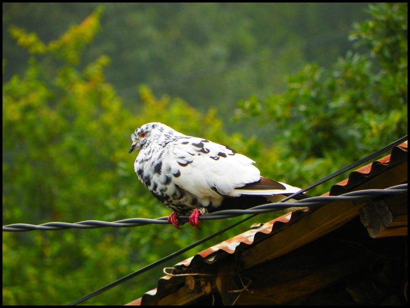 Un pigeon appaloosa sur ma fenêtre !!  Pigeon10