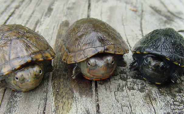 Plein de question sur les tortues aquatiques  Kinost10