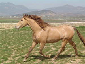 fotos de los caballos con capas especiales Tercer10