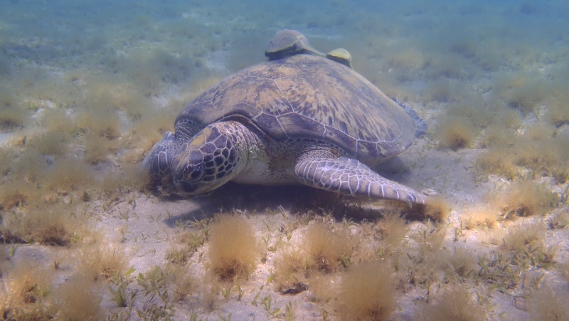 photos de plongée snorkeling en mer rouge( tortues, raies..) P7200211