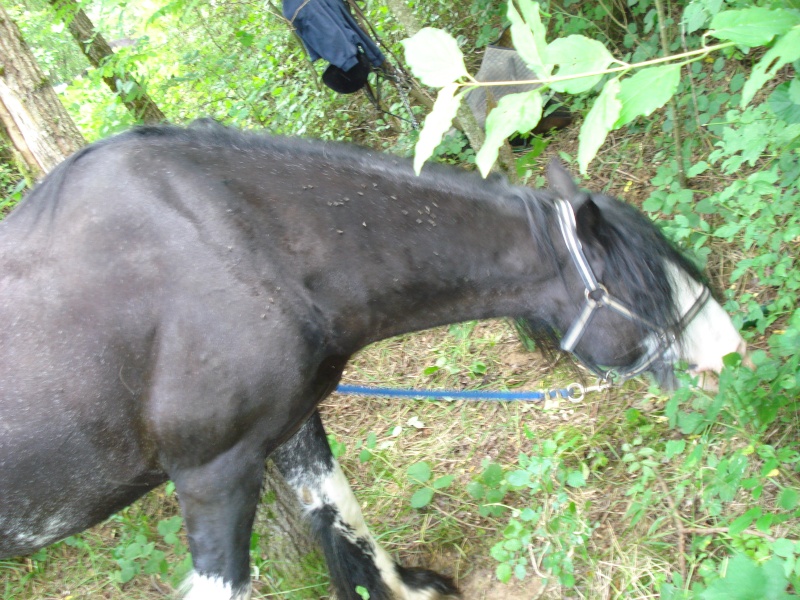 nos irish cob aiment nager !!!! Dsc02811