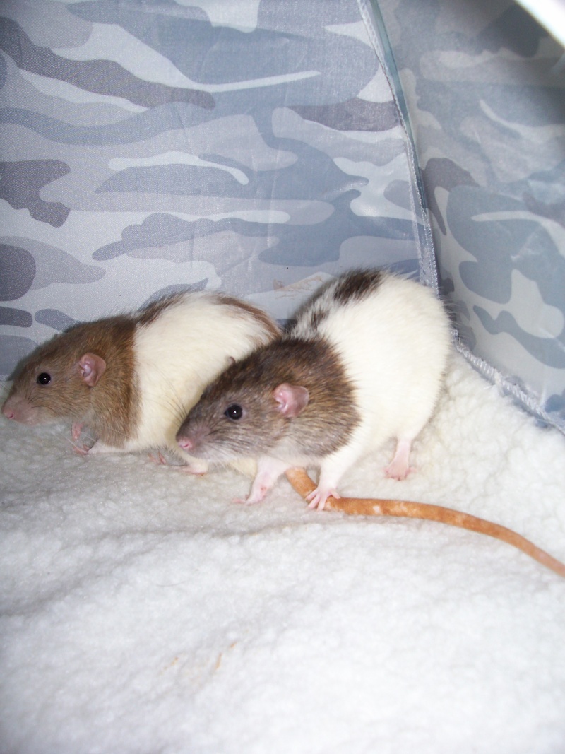 URGENT Rat mâle sur Toulouse (31) 102_3610