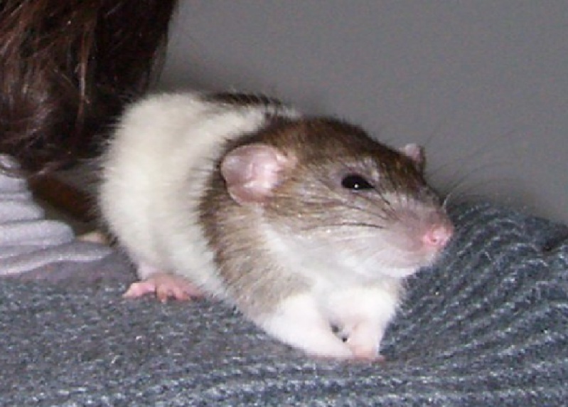 URGENT Rat mâle sur Toulouse (31) Copie_10