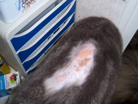 Dermatite Miliaire Feline