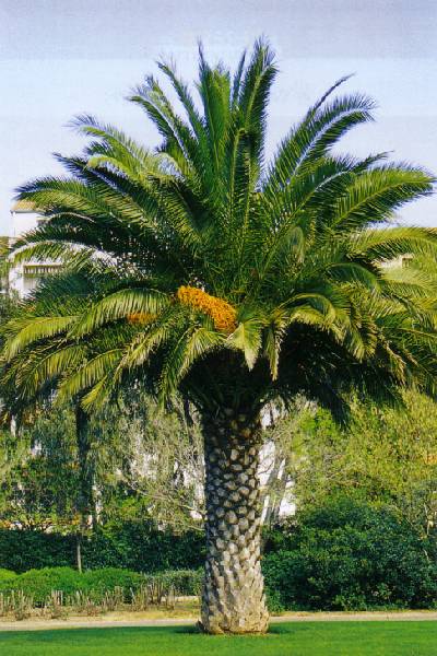 Le palmier qui a pleuré Palmie10