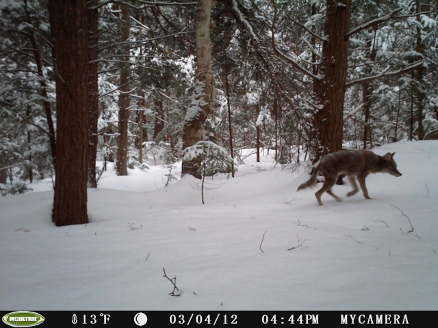 Coyote passing through Pict0052
