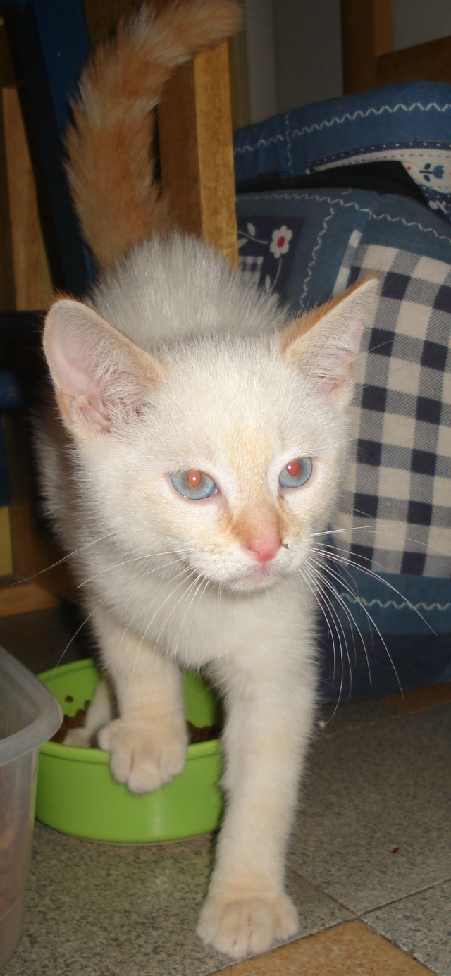 TIGROU, chaton mâle type siamois red point, né le 15 juillet 2011 Dsc02416