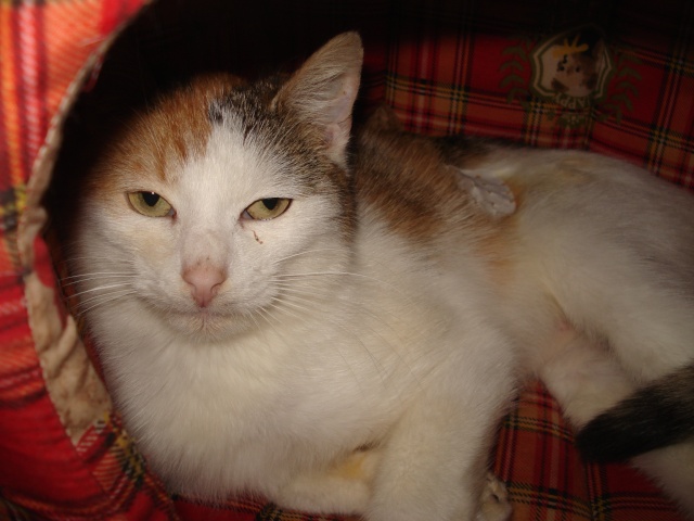 Kyoko, chatte tricolore, née en Septembre 2011 Dsc03714