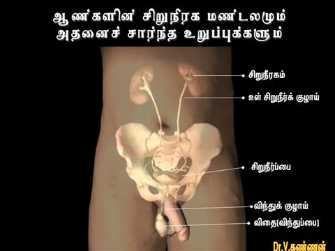 www.tamilkidney.com ஹேக்கிங் செய்யப்பட்டுள்ளது Male_u10