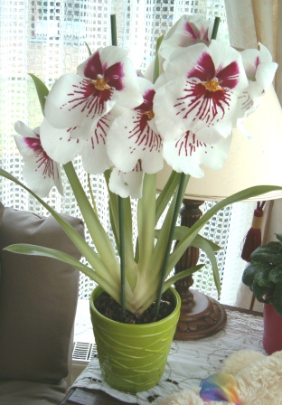 MILTONIA Hpim5212