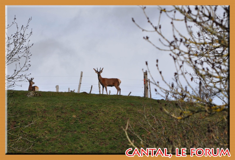 Le gibier dans le Cézallier Dsc_0222