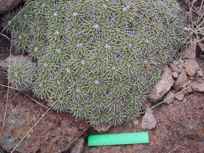 Mammillaria ID Sany0013